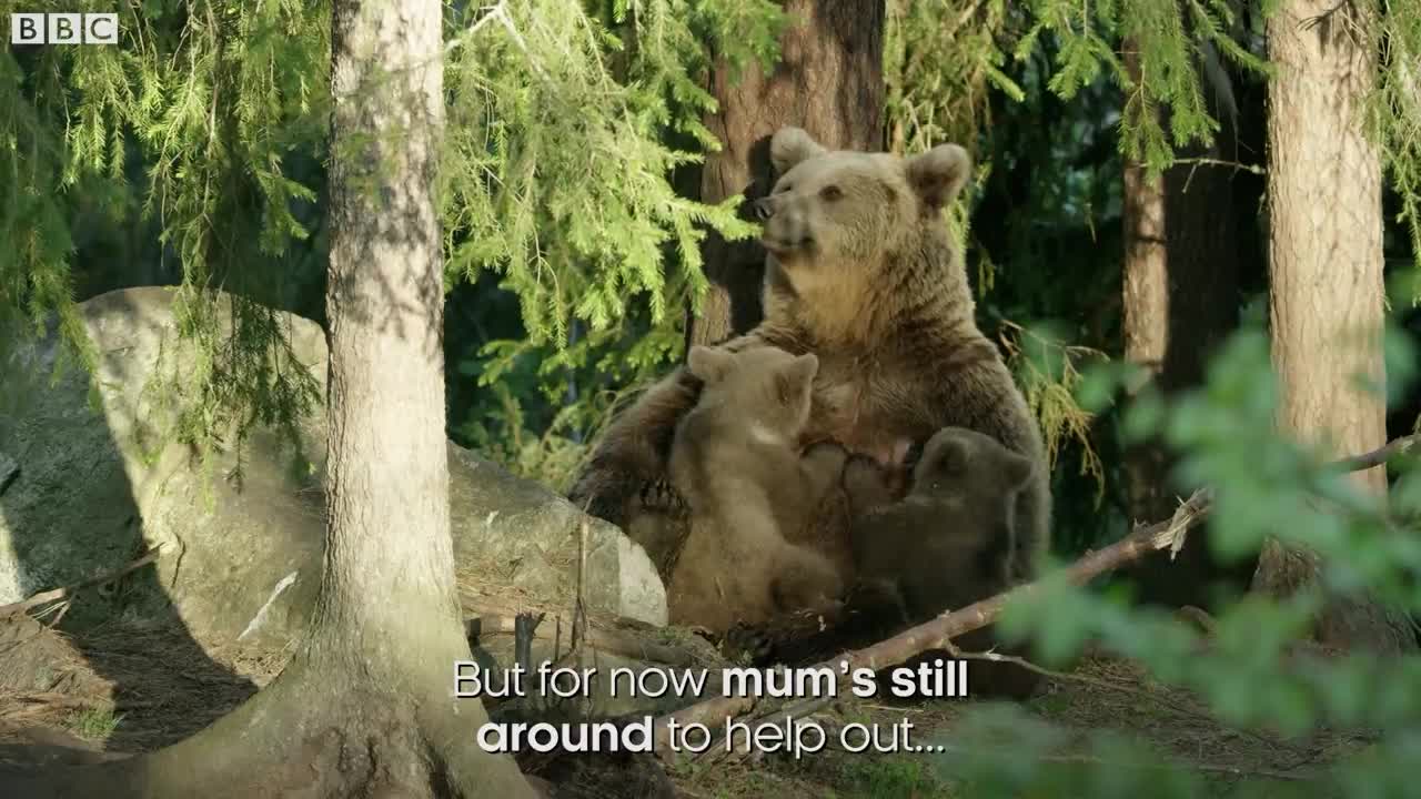 Baby brown bears are Seriously Cute! | Seven Worlds, One Planet | BBC Earth