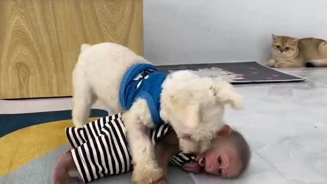 A little dog play with little monkey.