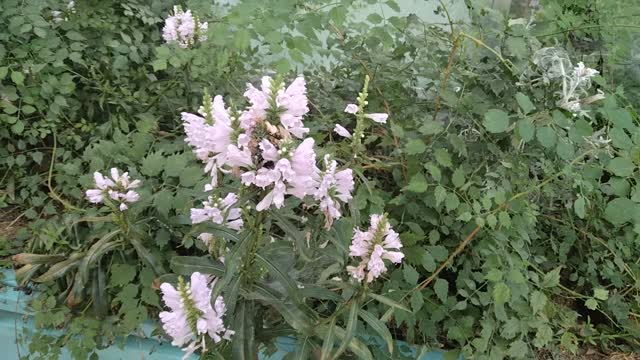 The flowers in the pot are so pretty