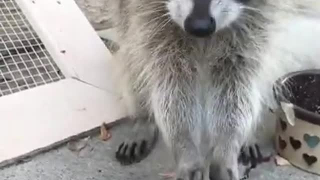 racoon eating