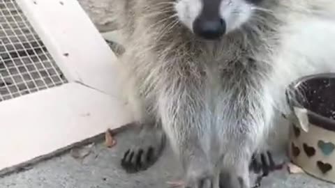 racoon eating