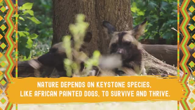 Highlights from the 4th International African Painted Dog Conference_Cut.mp4