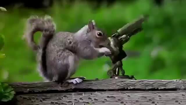 animals fighting with guns