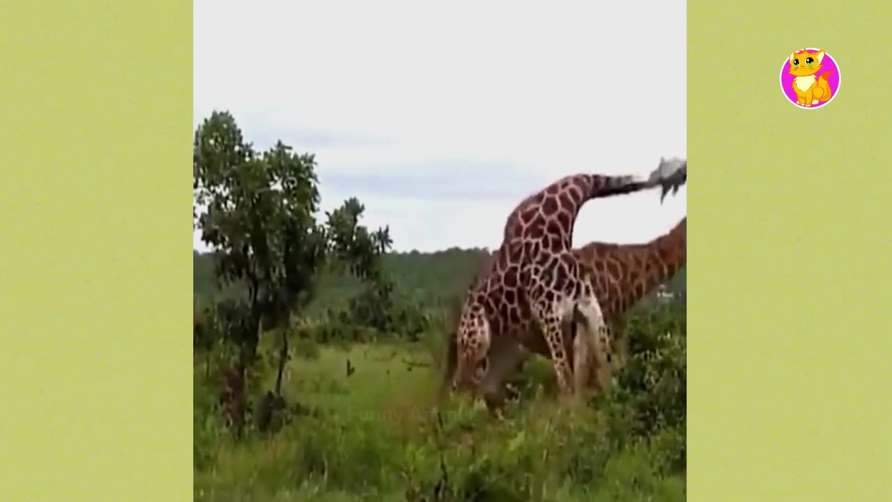 Girrafe fight, how about that funny animal