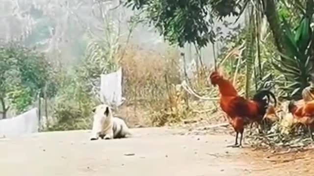 Dog vs Cock