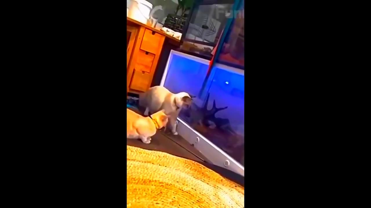 New Funny Animals Video 2023 | Funniest Cats and Dogs Videos | New Funny Video Of Cat And Dogs #173