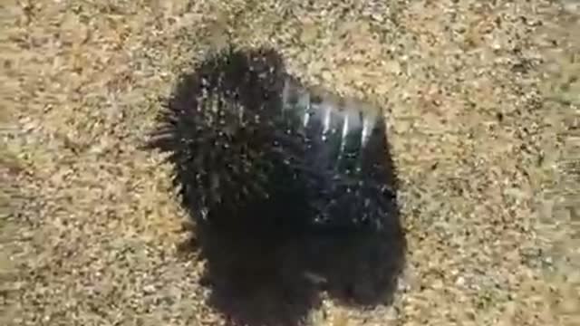 Du Graphene trouvé sur les plages d'Australie