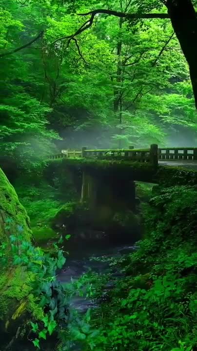 Beautiful palace❤️ forest what's app status video👌🤩 🙏🙏pleace follow my Chanel 🙏🙏