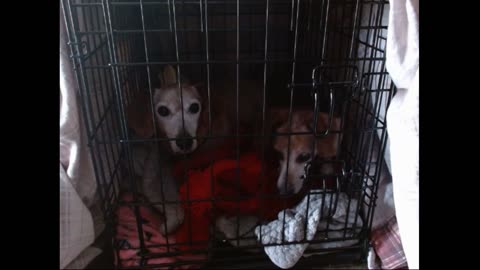 10th Weenie Stream