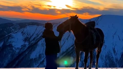 Beautiful Horse