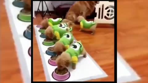 Puppys Video