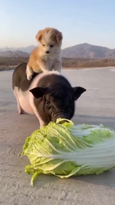 Funny Animal Videos - Awesome Funny Pet Animals | Cute Animals | Super Funny Dog Videos #short video