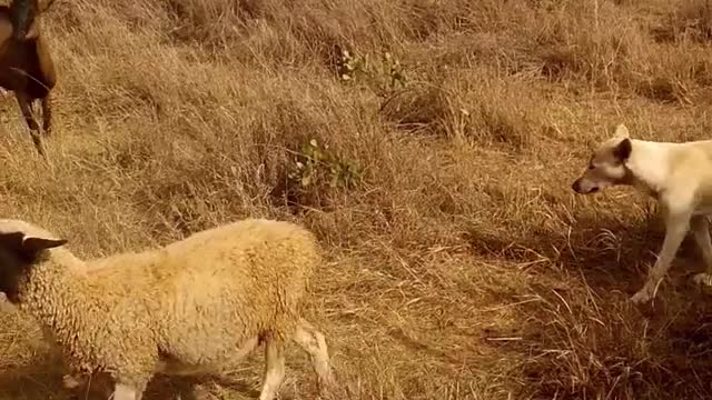 #Goat and guard #dog