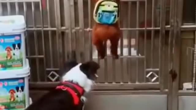 OMG so cute cats and dog funny video 2021 | Best funny cats compilation #ss #short🐈🐈🐕🐕❤️🐕🐕😸😸