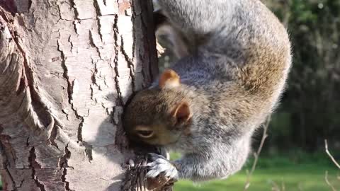 Nature is very beautiful, this animal survive it