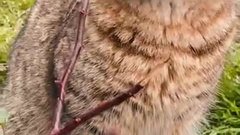 Cute_Cat_Video,_4k_Cat_Short_Video(720p)