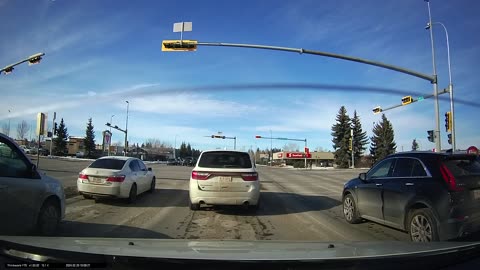 Red deer driving / close call