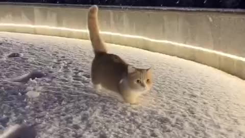 A cat wandering in the snow