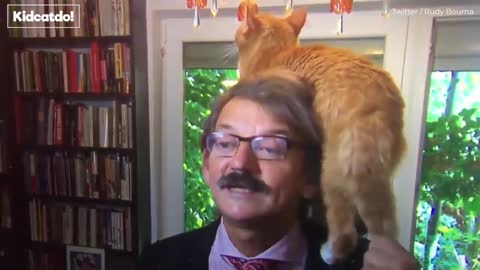 Funny Cat interrupts interview