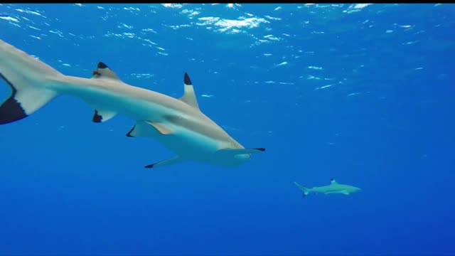 Deep sea, sharks are top hunters!