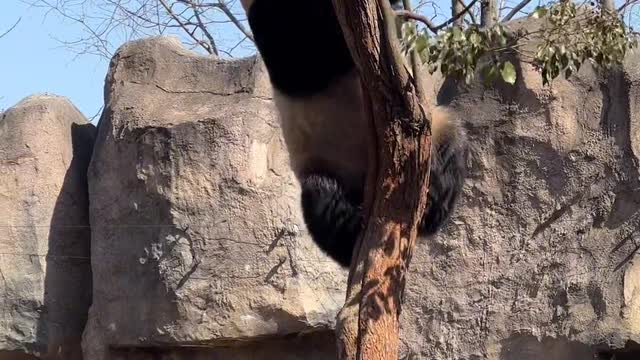 The giant panda