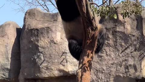 The giant panda