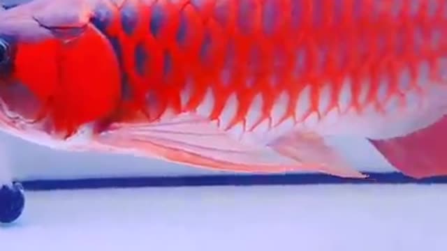 Arowana