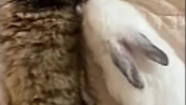 Funniest animals cute and funny cat video