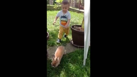 Little boy hilariously fails to catch bunny rabbit-(1080p)