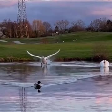 Swan performs textbook landing