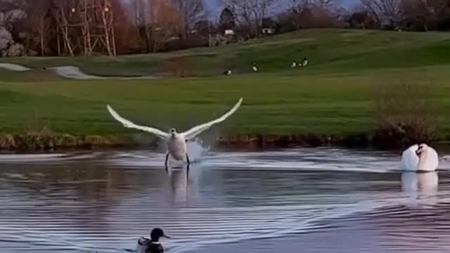 Swan performs textbook landing