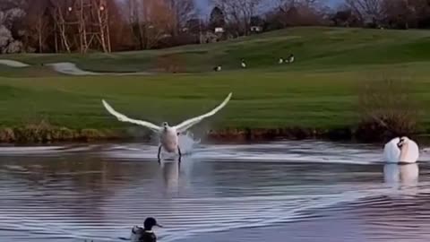 Swan performs textbook landing