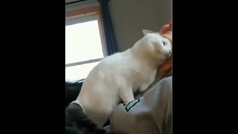 Bobcat adorably hugging his house owner