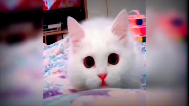 Baby cute cat and funny cat video#justcool