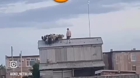 What is this flock of sheep doing on the roof? or maybe Learning to Fly 😮😲😁😂