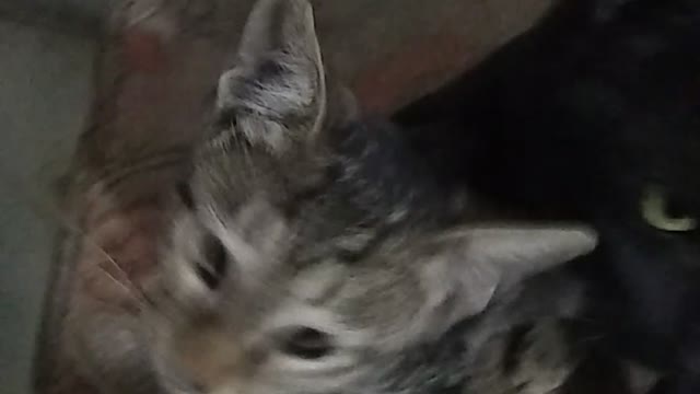 Black cat baby cat watch Rumble