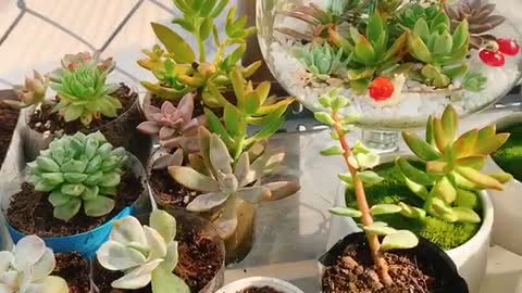 The Succulents