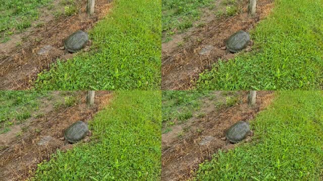 Digging Snapper