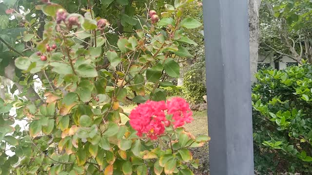 Red flowers, red fruits.