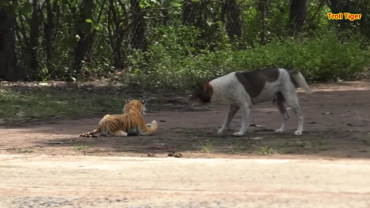 Fake tiger vs real dog prank funny video try not to laugh😂😂😂😂😂😂😂😂