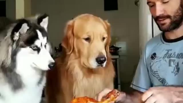 Dog funny 🐕 foods video 🐕