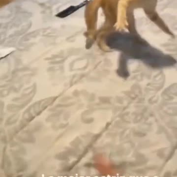 Cute Funny Cat Video Compilation