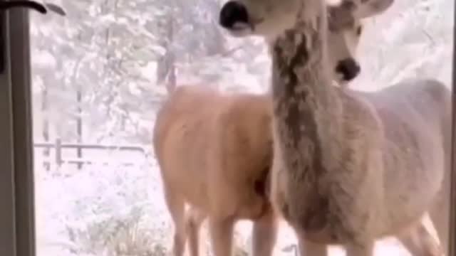 Suspicious deer
