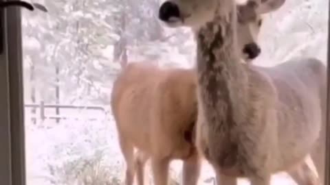 Suspicious deer
