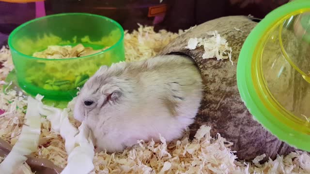 a cute cabbage-eating hamster