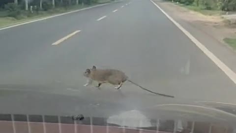 Rat is dancing in front of the car while driving