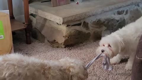 Puppy tug of war ramsvsriley