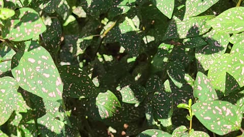 Pink polka dot plant took over
