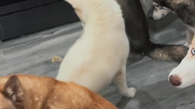 Dog, who do you look down on