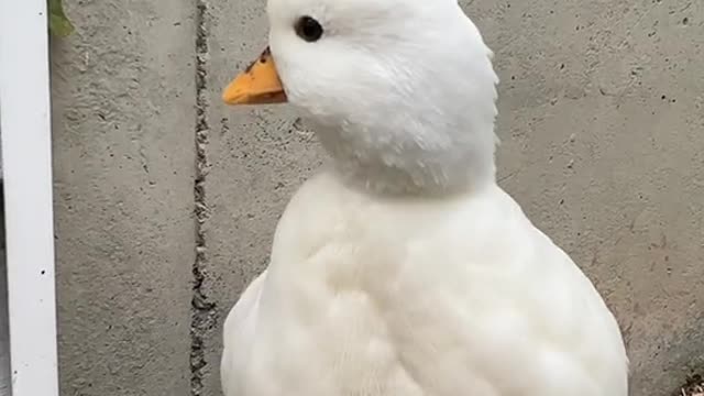 Which duck sound is your favorite? Personally I love the soft raspy squacks🥰
